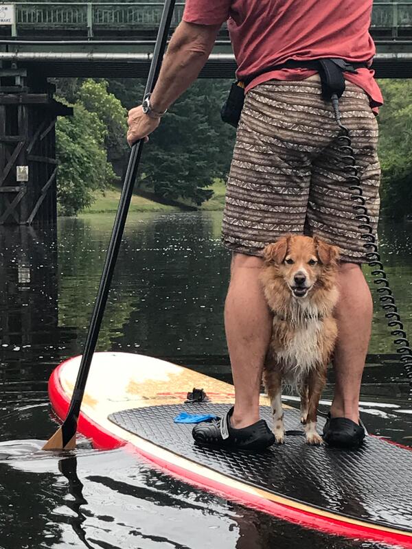 paddle boards for dogs - image of a dog enjoying a paddle board ride