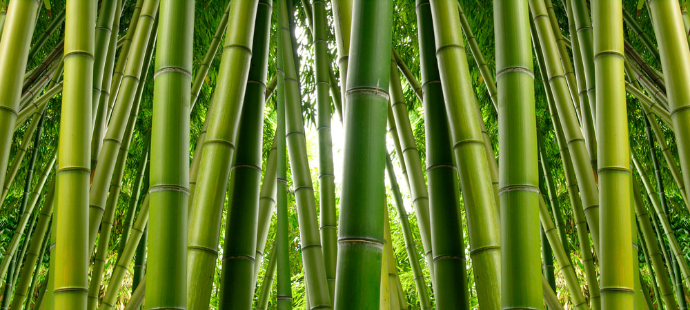 Environmentally_Friendly_Bamboo