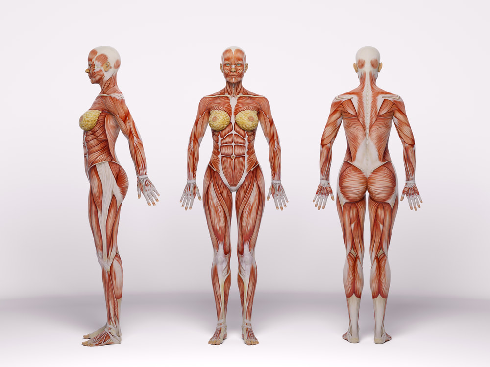 female_body_muscle_diagram