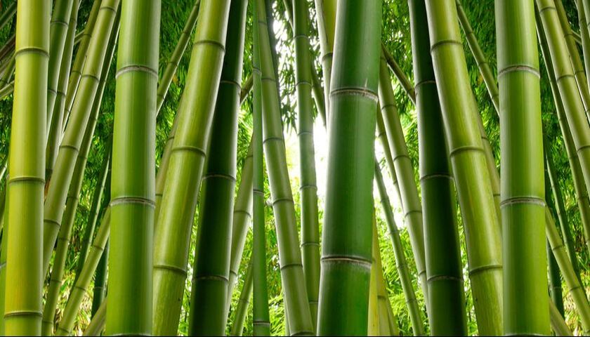 stand_of_bamboo