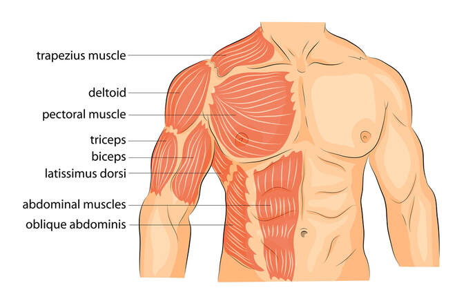 Upper_Body_Muscles