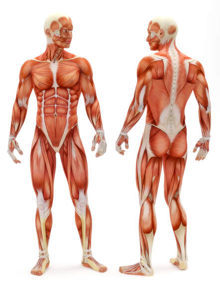 male_muscular_anatomy