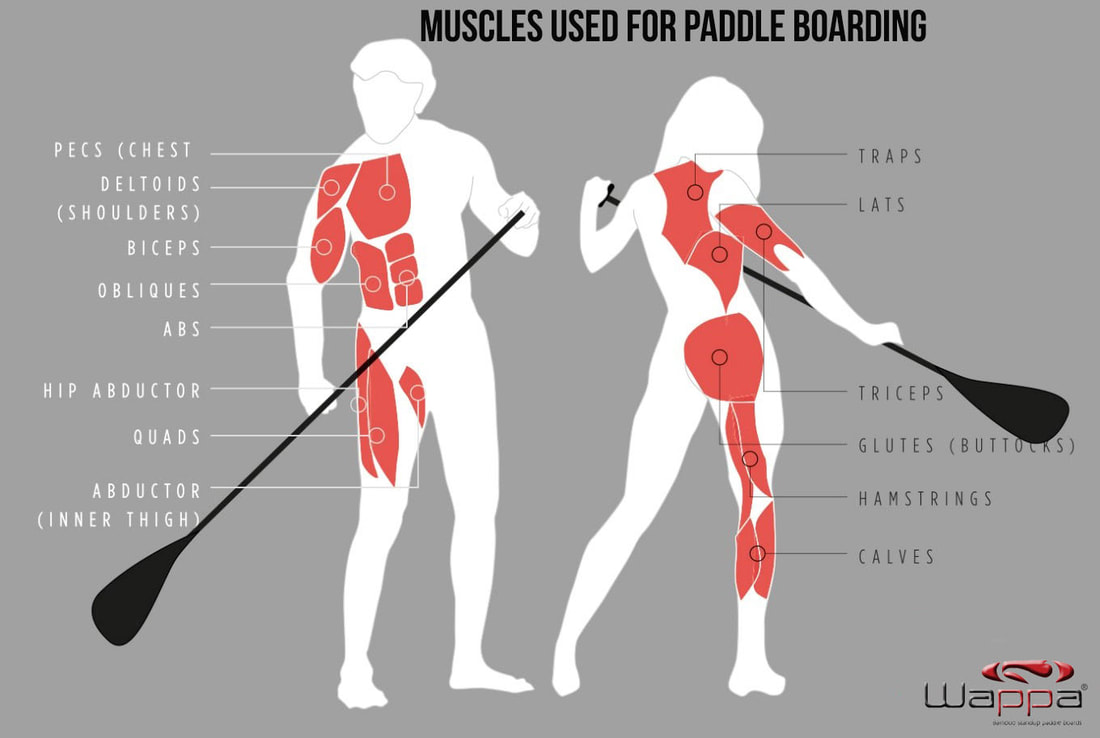 muscles_used_for_paddle_boarding